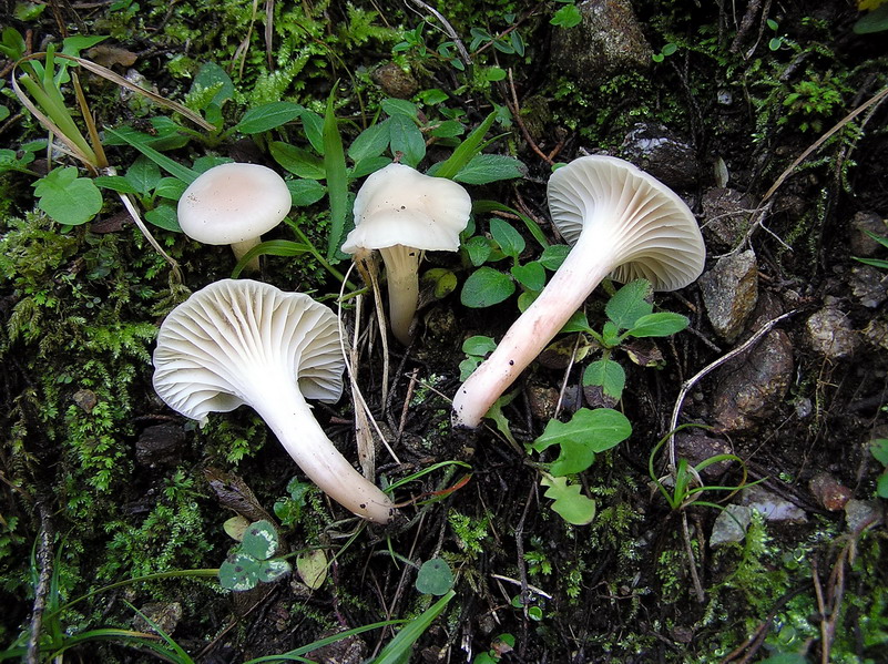 Hygrophorus da determinare